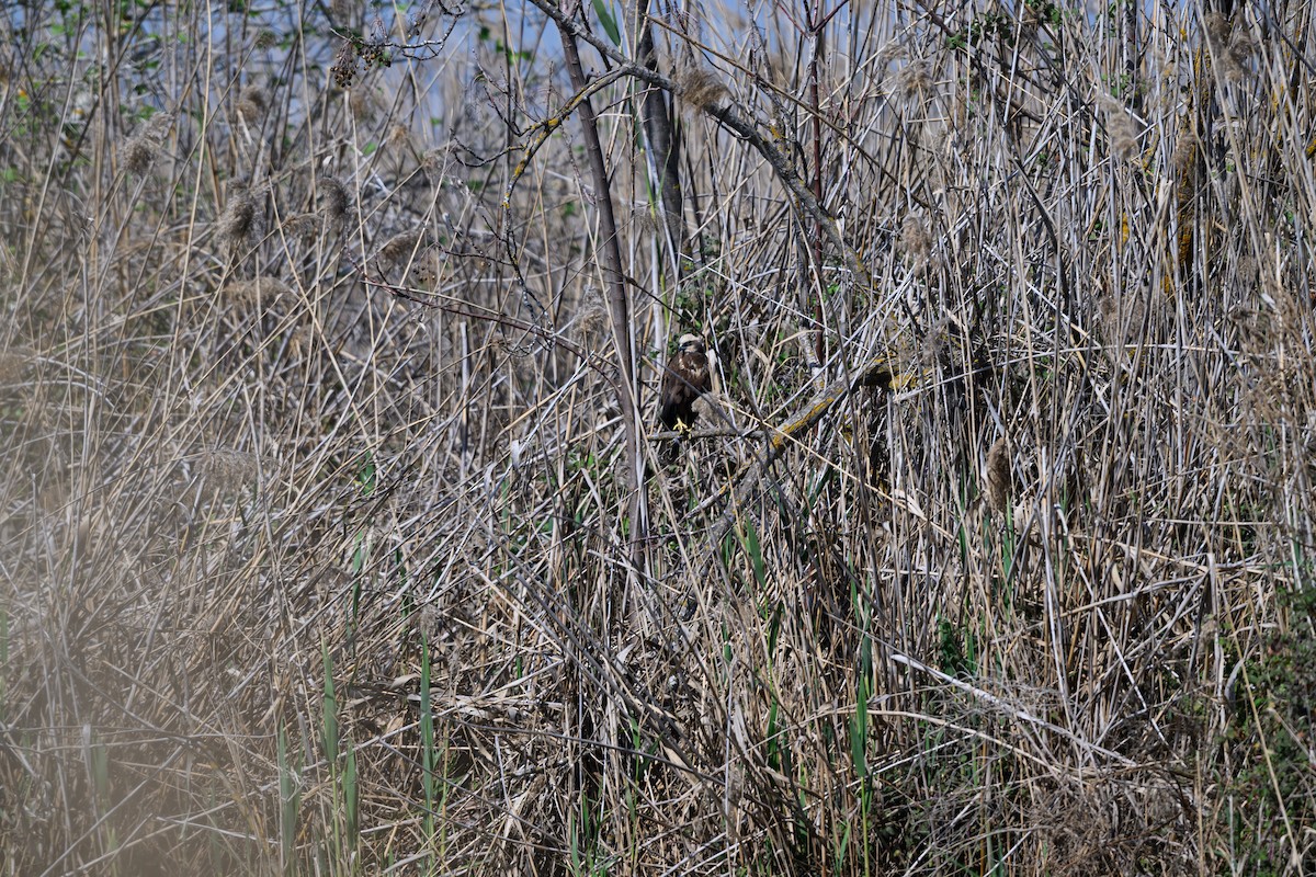 西方澤鵟 - ML650196300