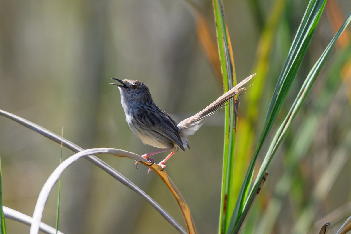 Graceful Prinia - ML650196304