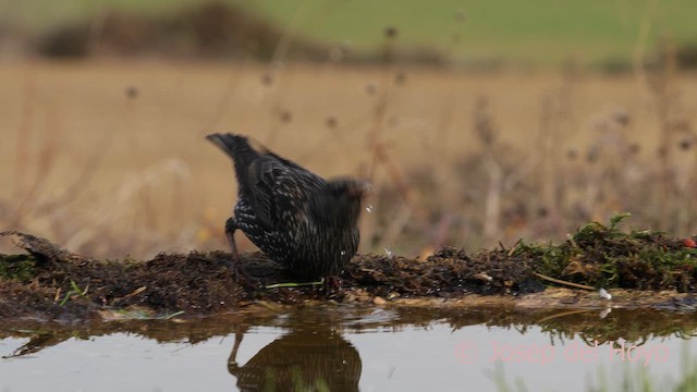 Spotless Starling - ML650196449