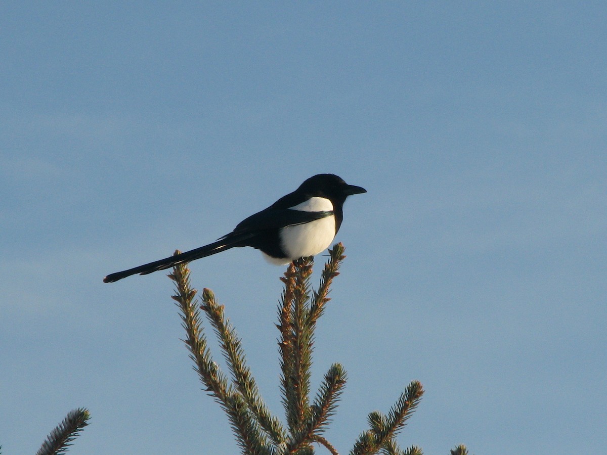 Black-billed Magpie - ML650196830