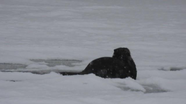 North American River Otter - ML650196952