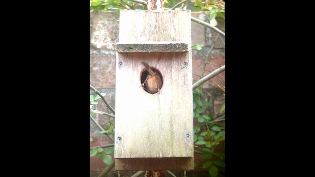 Carolina Wren - ML650197423
