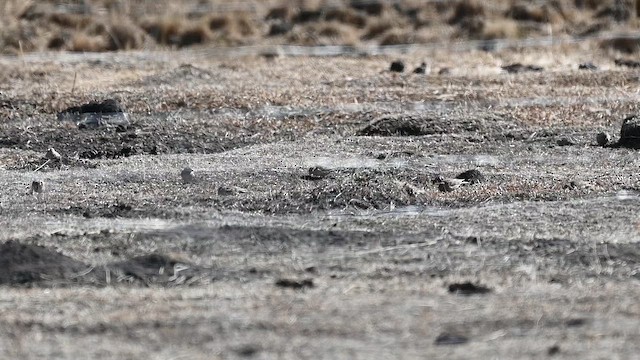 skřivan ouškatý [skupina longirostris] - ML650197473