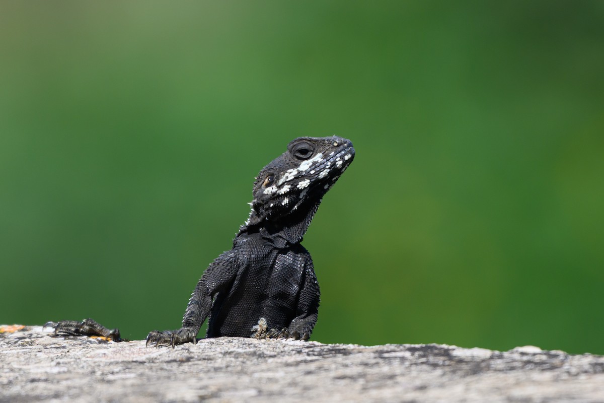 動物界 - ML650197844