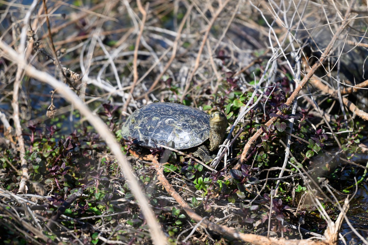 動物界 - ML650197855