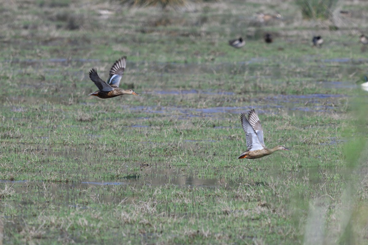琵嘴鴨 - ML650197869