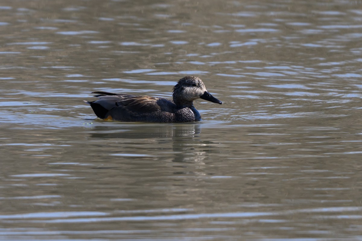 Нерозень - ML650197878