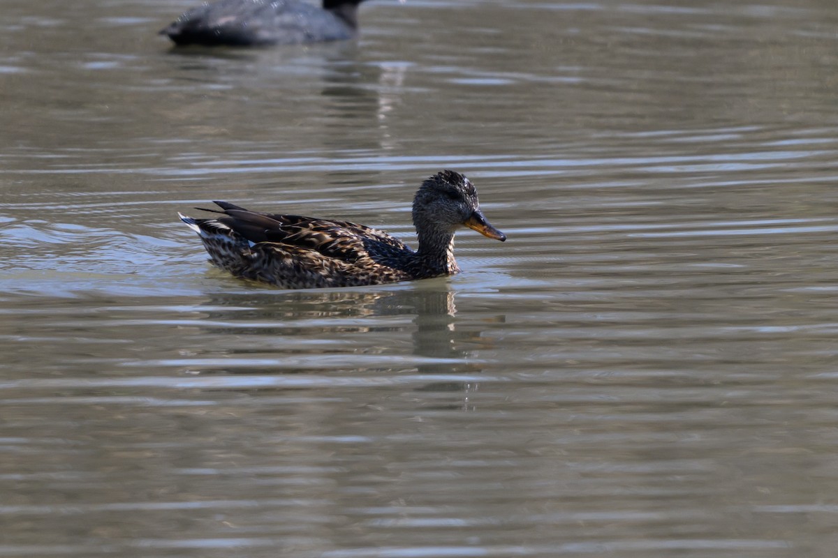kopřivka obecná - ML650197891
