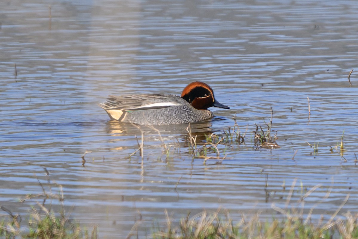 čírka obecná - ML650197909