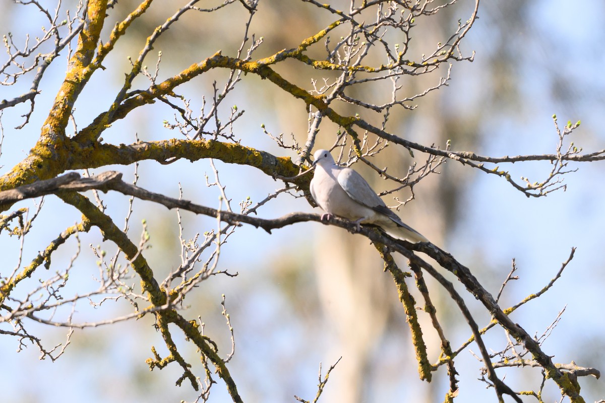 hrdlička zahradní - ML650197918