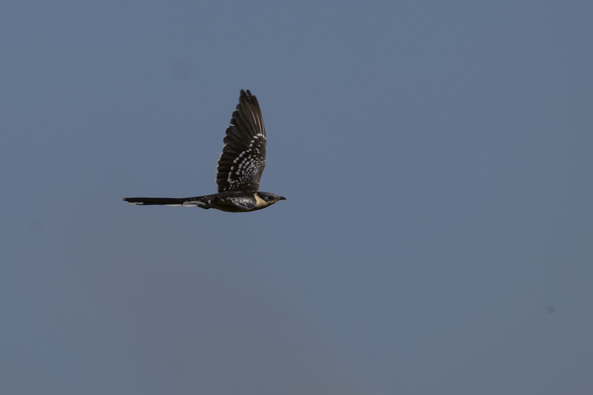 kukačka chocholatá - ML650197926