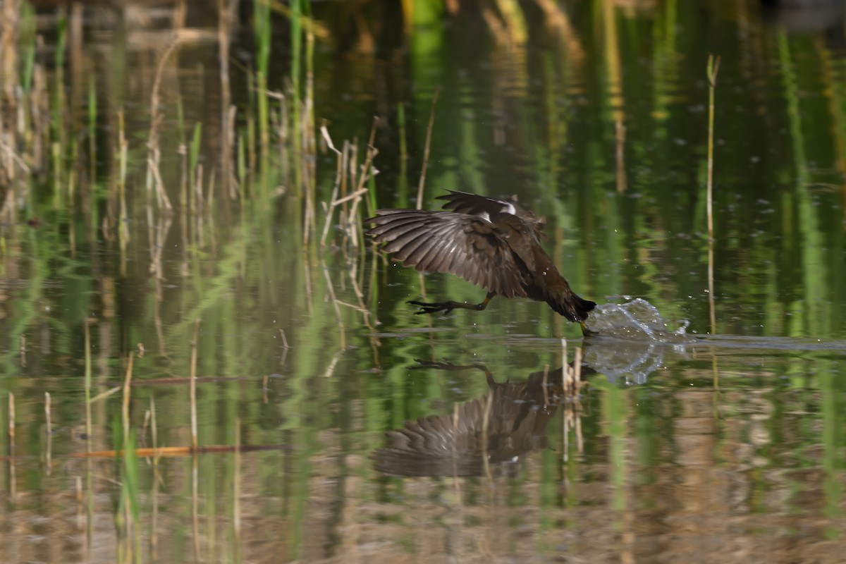 slípka zelenonohá - ML650197931