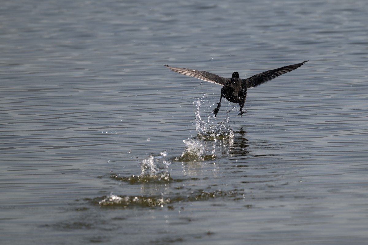 lyska černá - ML650197945
