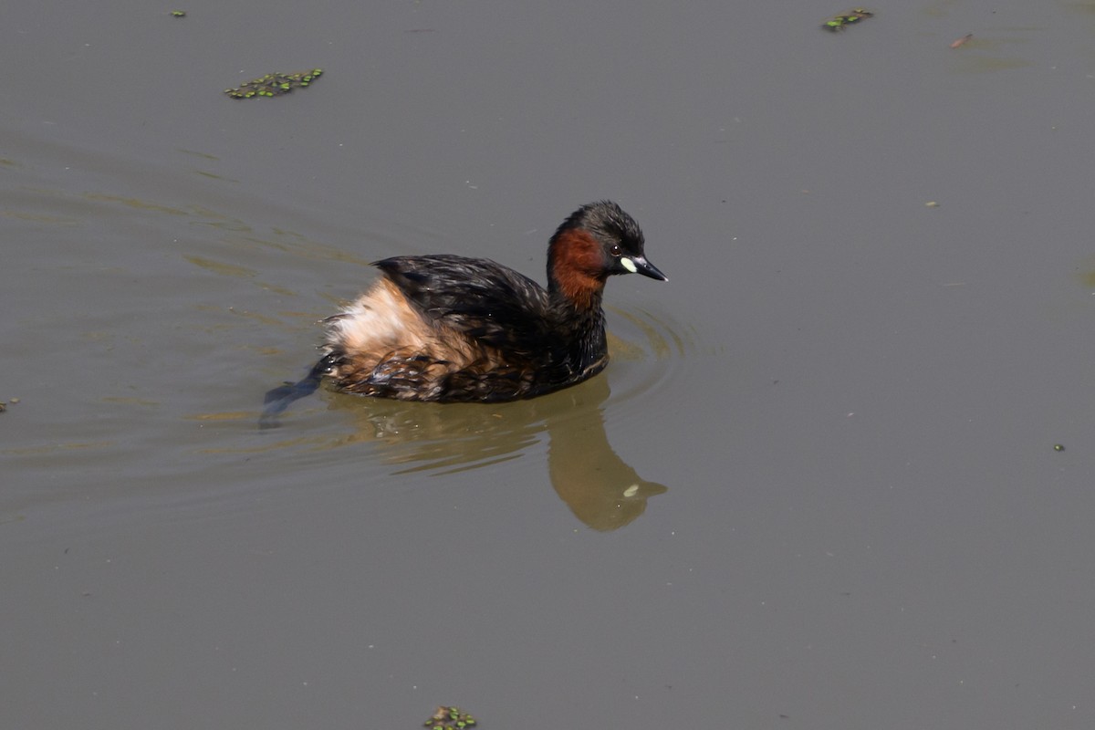 potápka malá - ML650197965