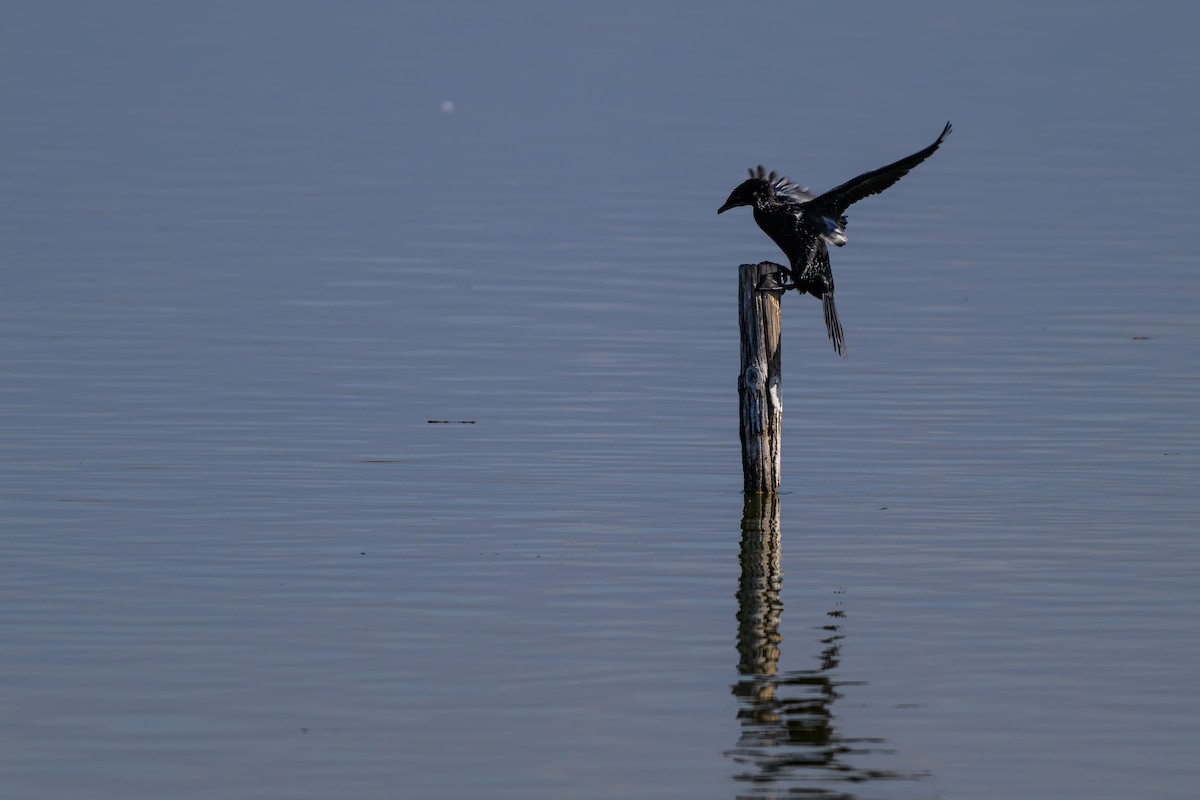 kormorán malý - ML650197983