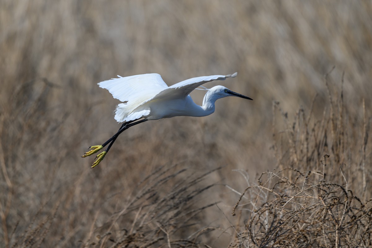 volavka stříbřitá - ML650198009