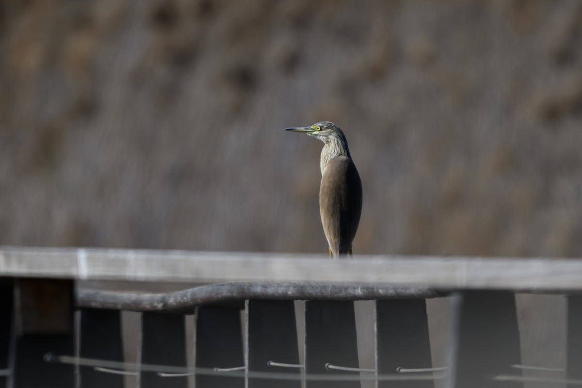 volavka vlasatá - ML650198033