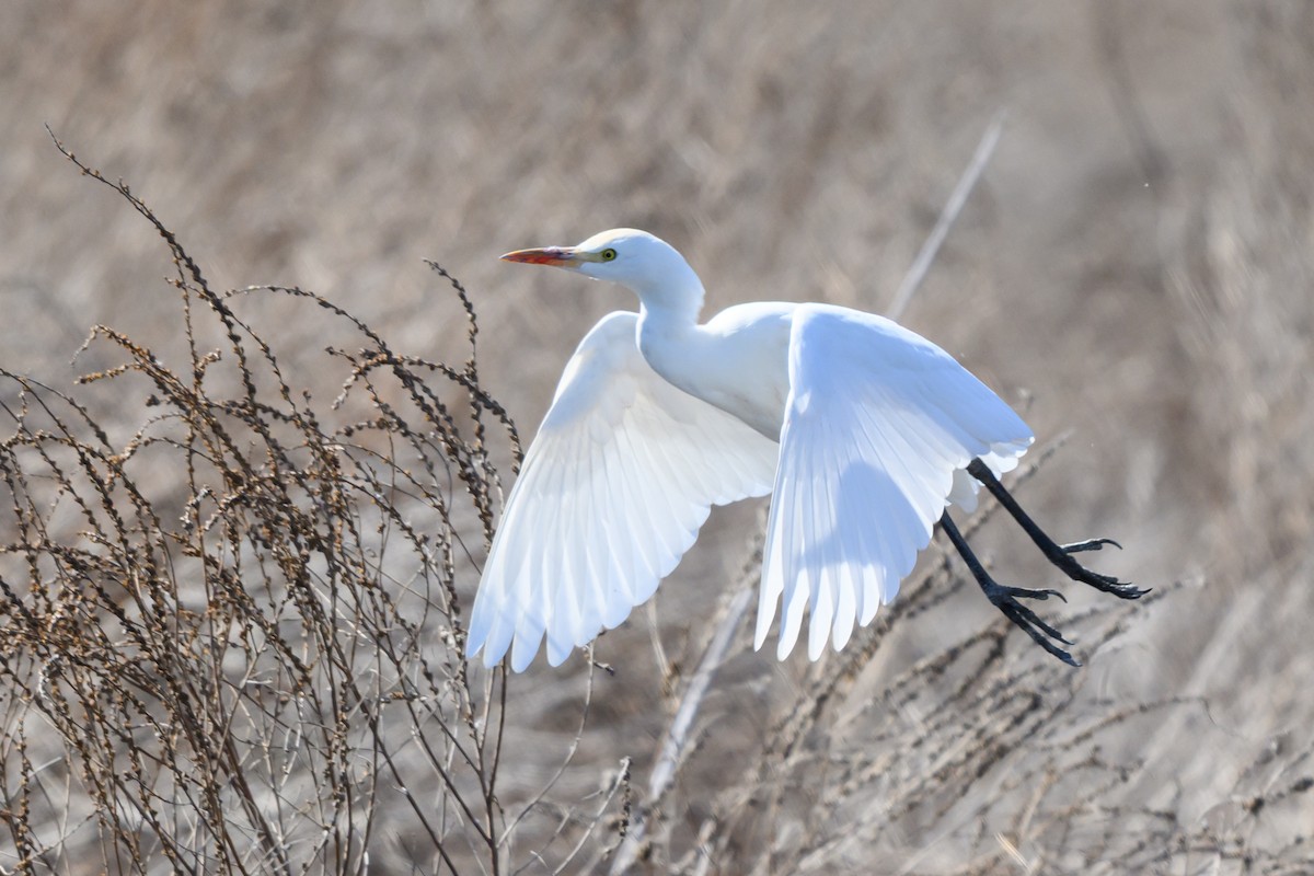 volavka rusohlavá - ML650198062