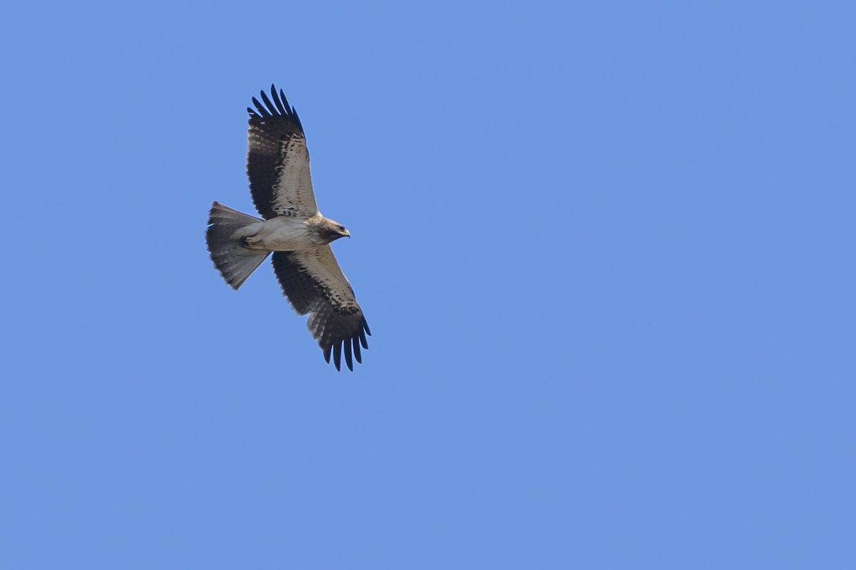 orel nejmenší - ML650198069