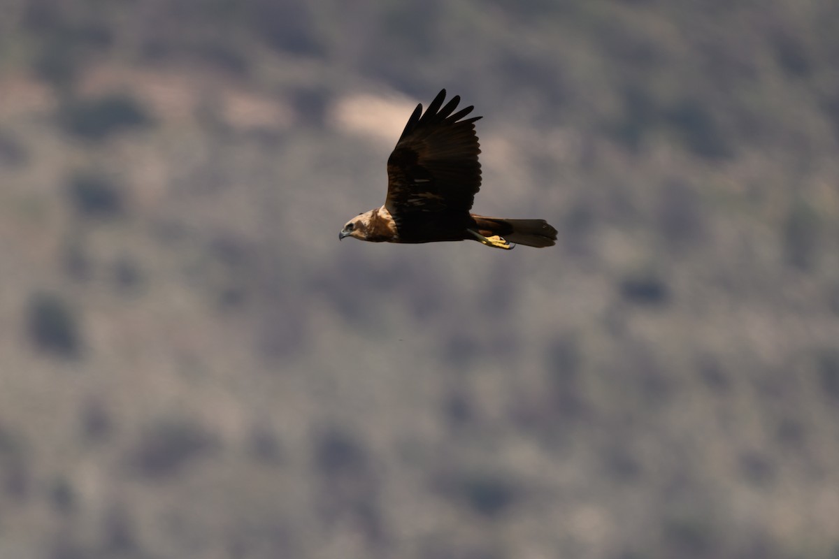 moták pochop - ML650198107