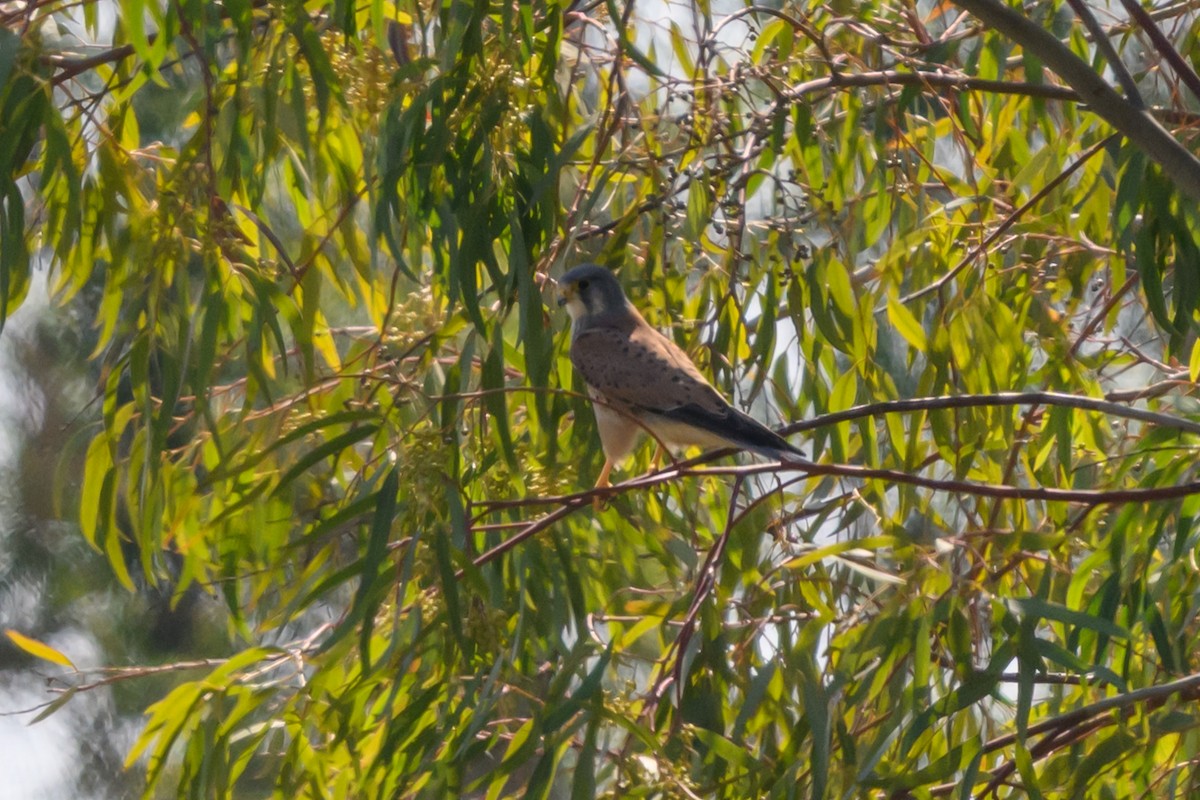 poštolka obecná - ML650198136