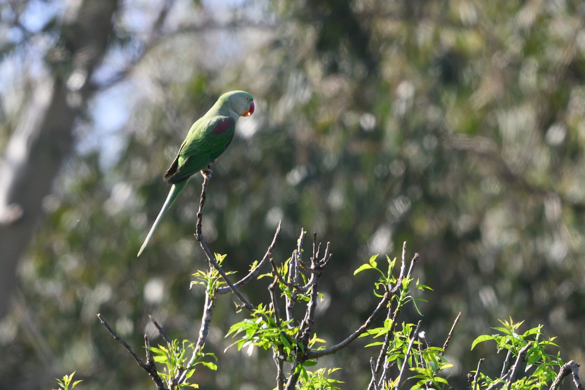 alexandr velký - ML650198151