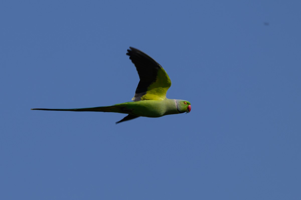 alexandr malý - ML650198168