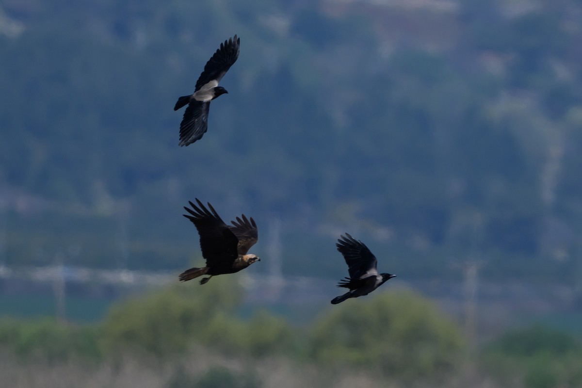 vrána šedá - ML650198184