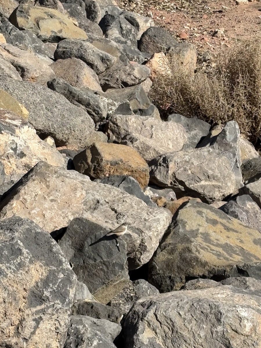eBird Checklist - 3 Feb 2026 - Sullivan Virgin River Park - 15 species