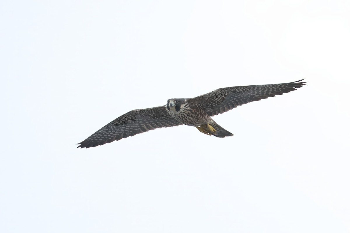 Peregrine Falcon - ML650198786