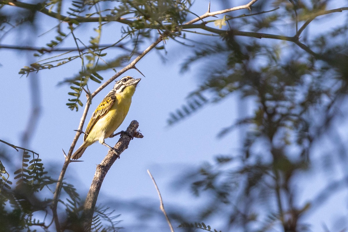 Yellow-fronted Tinkerbird - ML650198874
