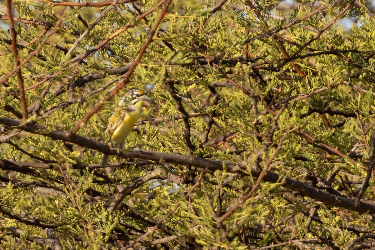 Yellow-fronted Tinkerbird - ML650198875