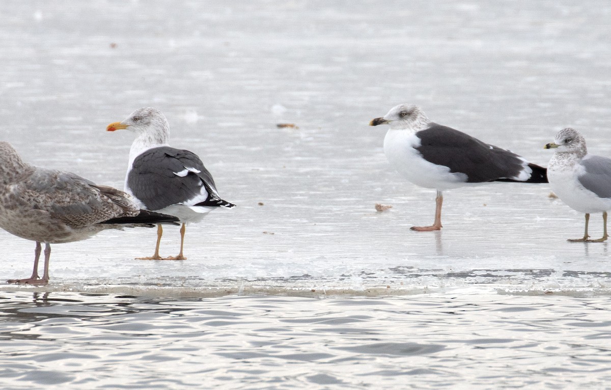 sildemåke - ML650199714