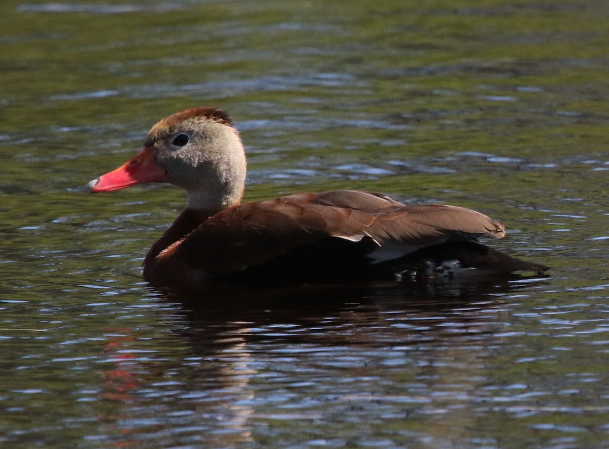 Black-bellied Whistling-Duck - ML650199954