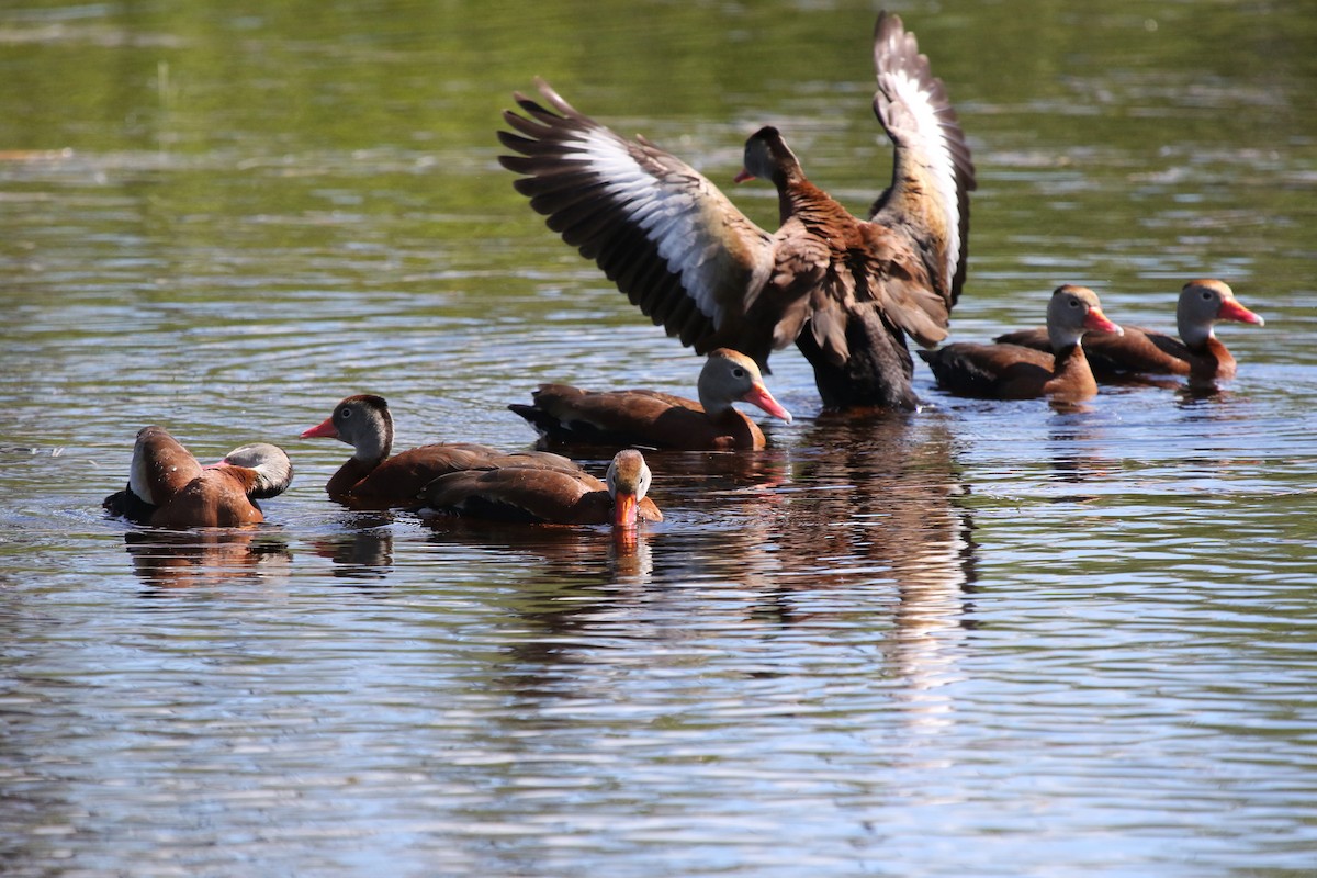Black-bellied Whistling-Duck - ML650199974