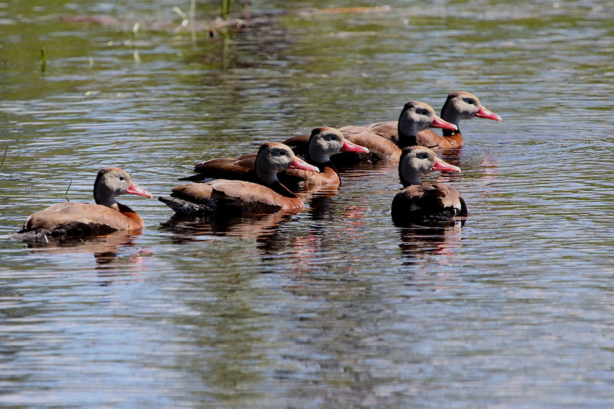Black-bellied Whistling-Duck - ML650200012