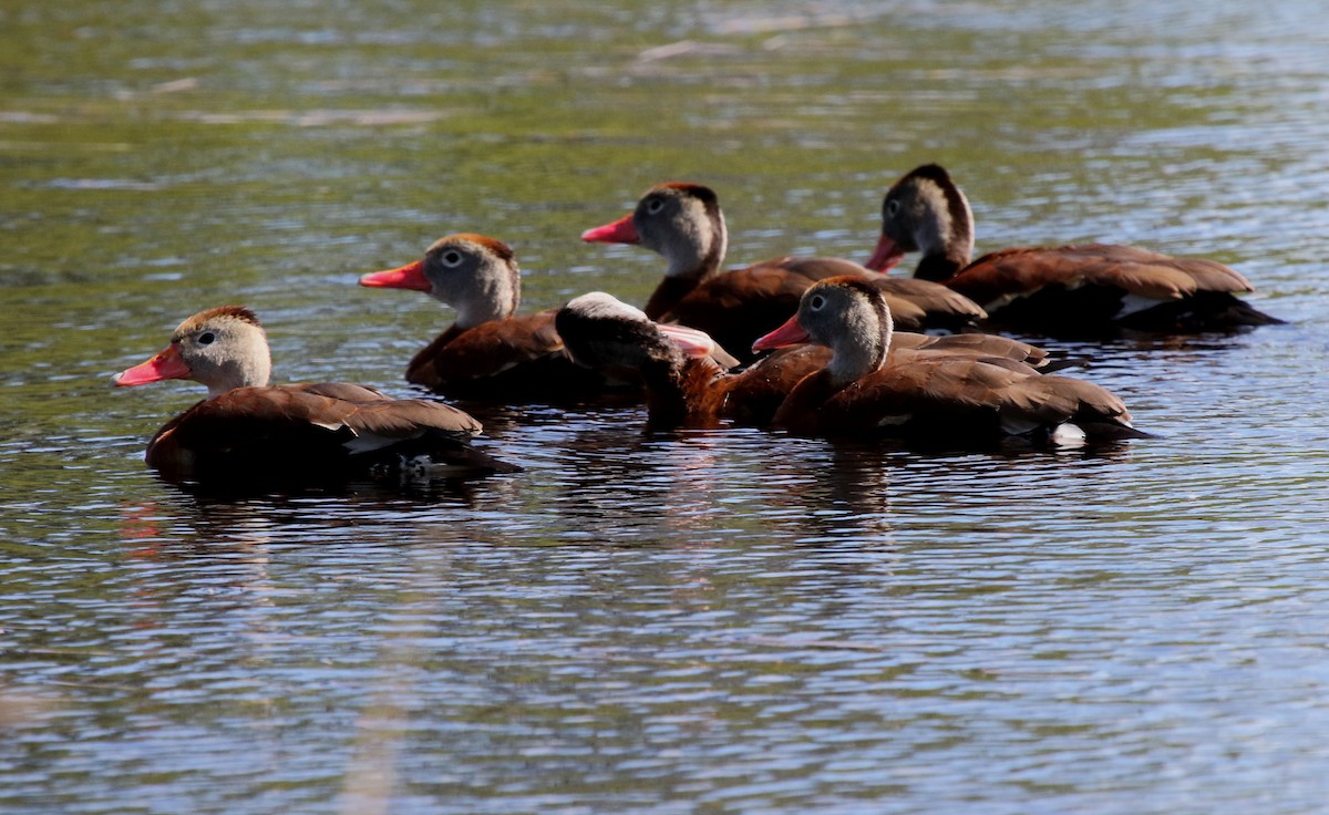 Black-bellied Whistling-Duck - ML650200019
