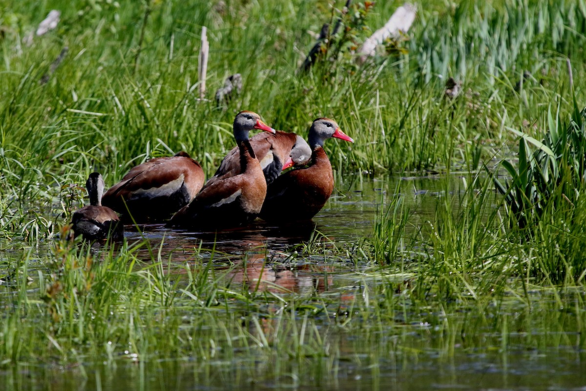 Black-bellied Whistling-Duck - ML650200031