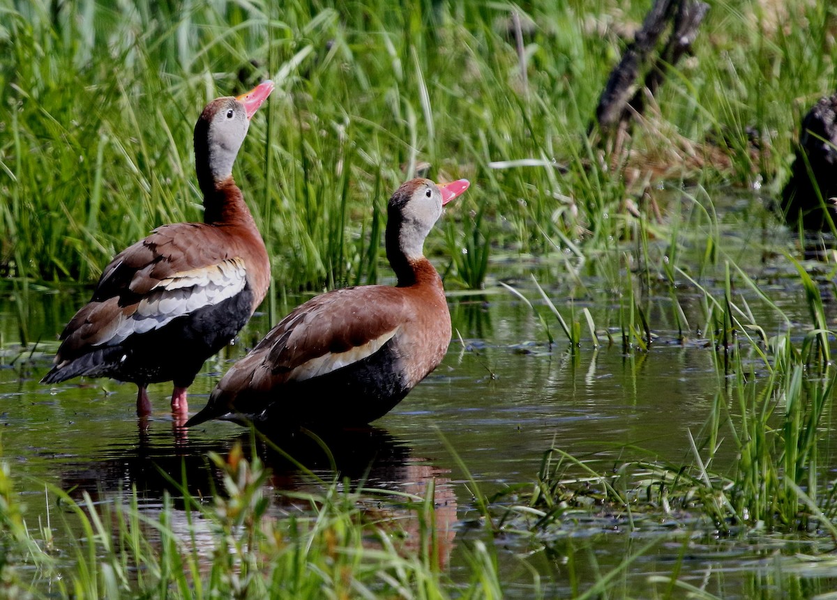Black-bellied Whistling-Duck - ML650200039