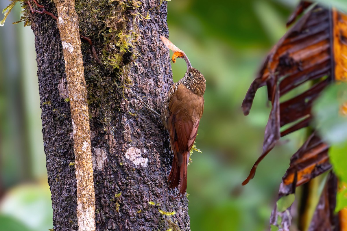 Grimpar montagnard - ML650200383