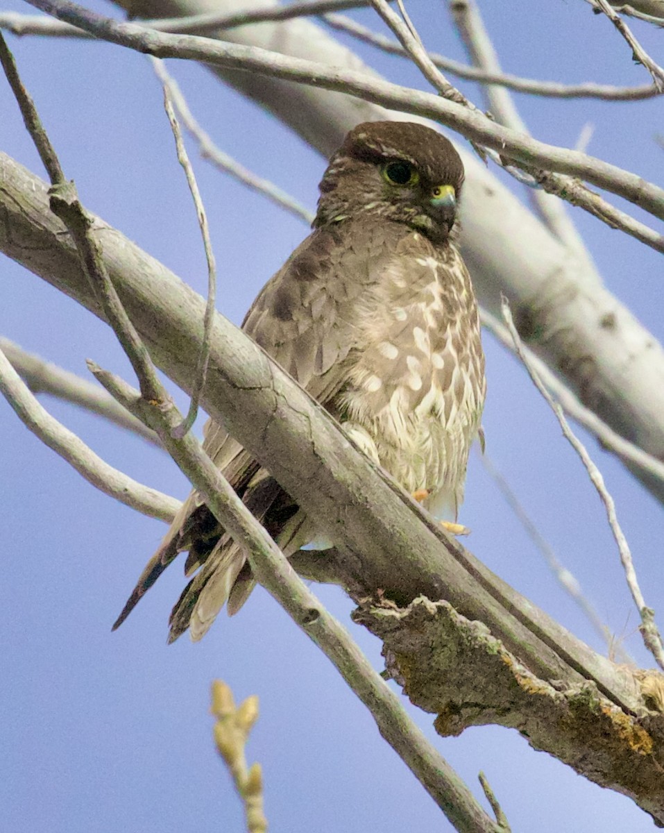 Дербник - ML650200456