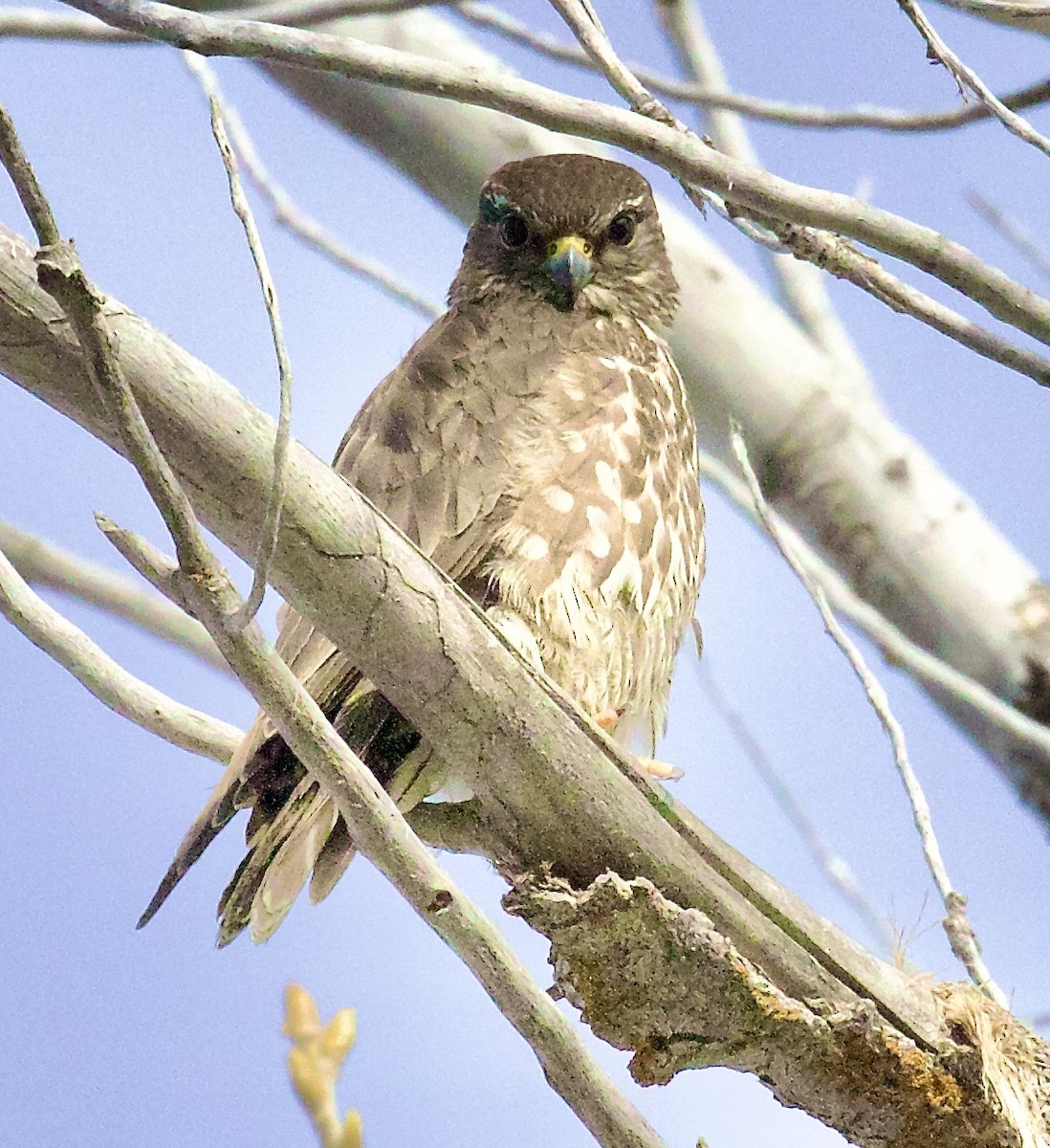 Дербник - ML650200461