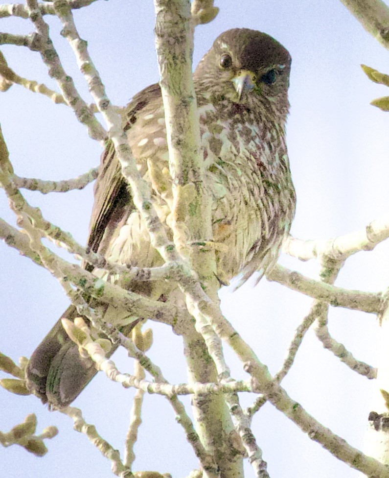 Дербник - ML650200469