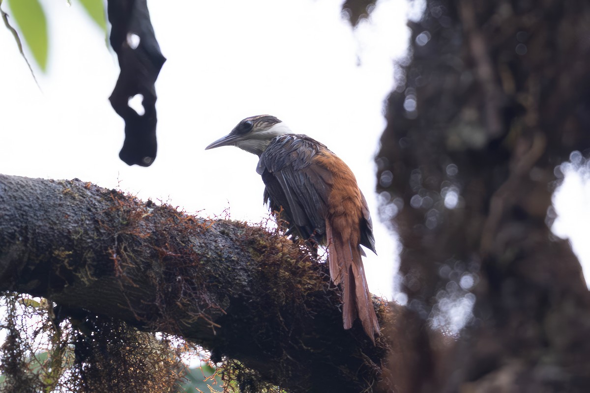 Pseudocolapte de Boissonneau - ML650200501