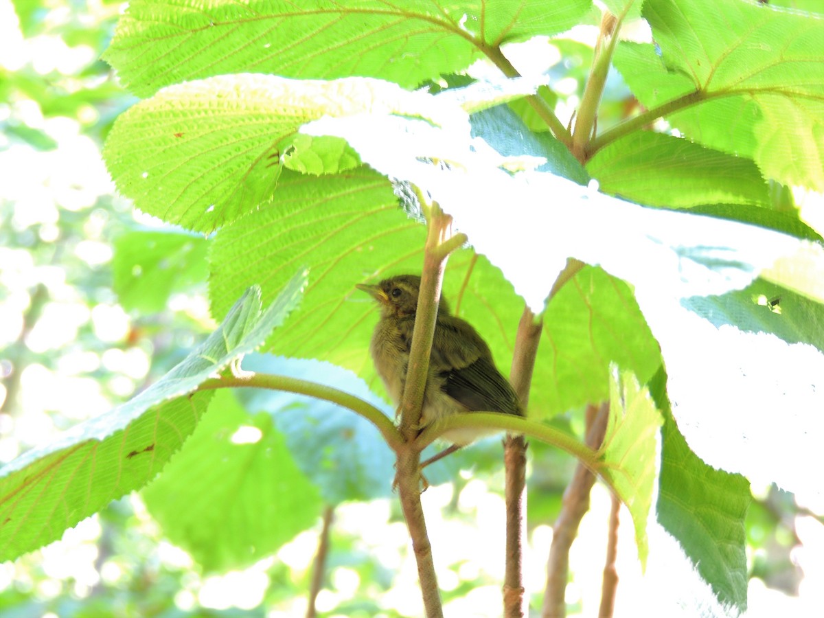 Black-throated Blue Warbler - ML65020051