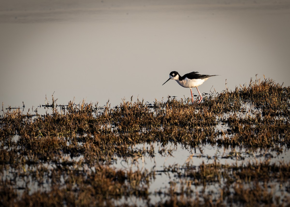 Black-necked Stilt - ML650200582