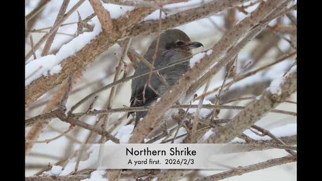 Northern Shrike - ML650200587