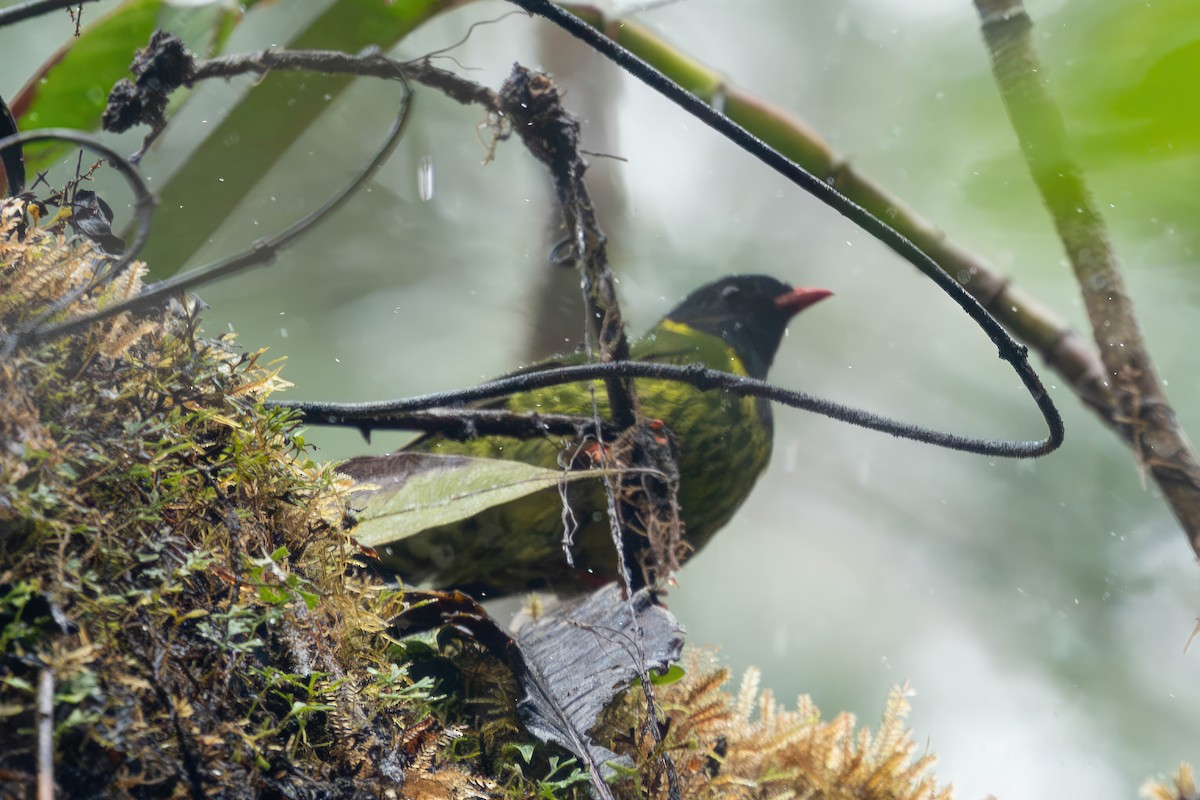 Cotinga vert et noir (groupe riefferii) - ML650200588