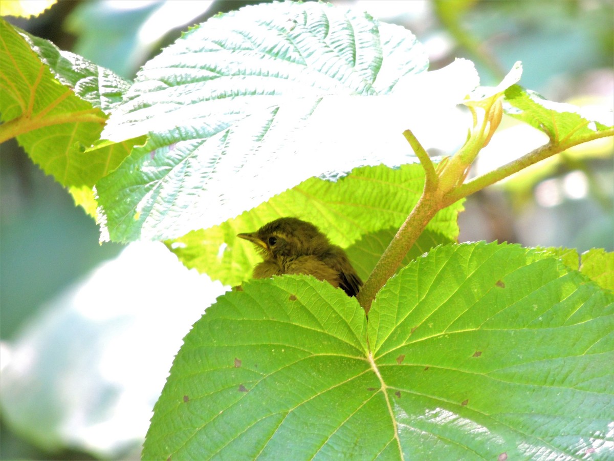 Black-throated Blue Warbler - ML65020061