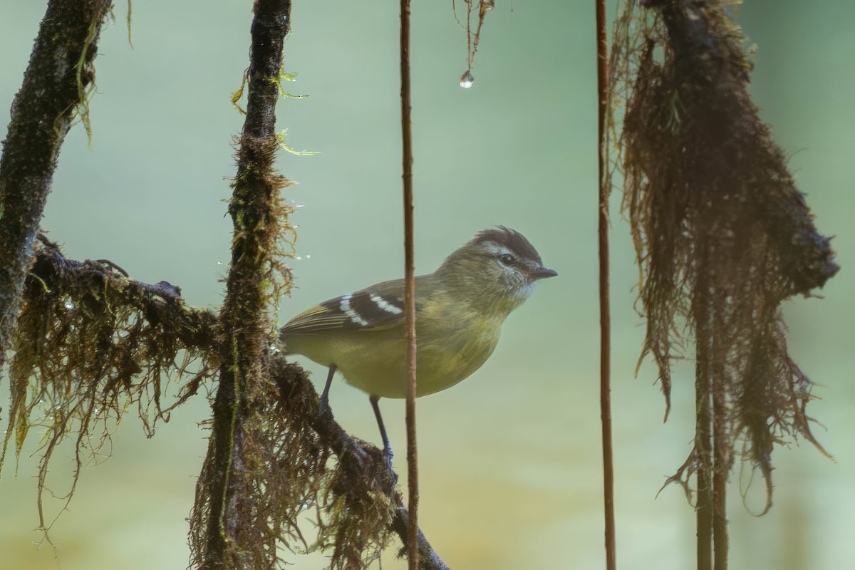 Tyranneau à tête noire - ML650200648